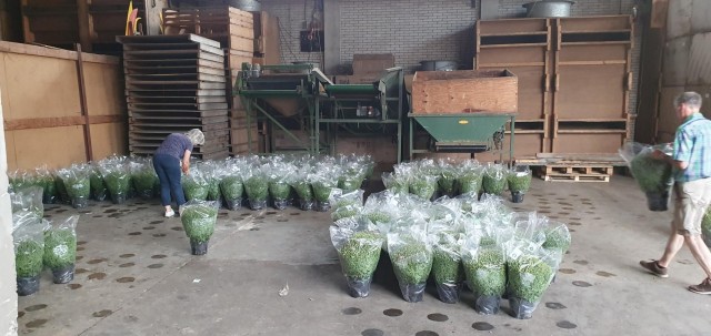 500 bolchrysanten fleuren dorp