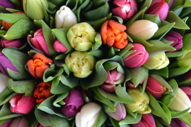 Vakantieweek, jaarlijkse tulpenactie
