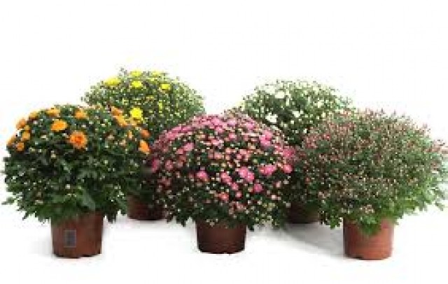 Jaarlijkse bolchrysantenactie 
