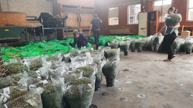 Bolchrysantenactie als vanouds weer succesvol verlopen