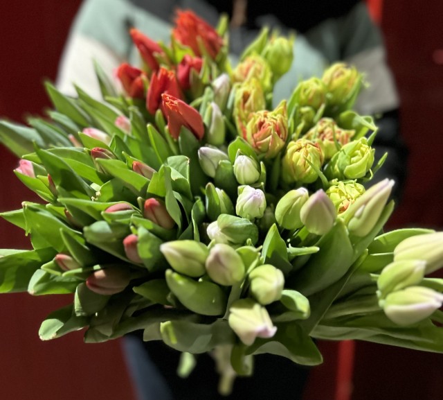 Tulpenaktie Vakantieweek