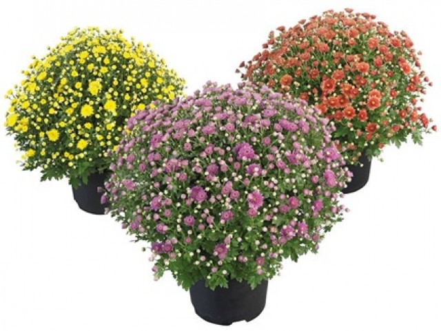 Opbrengst bolchrysantenactie