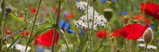Bloemencommissie