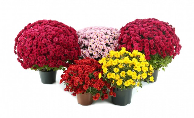 Bolchrysantenactie