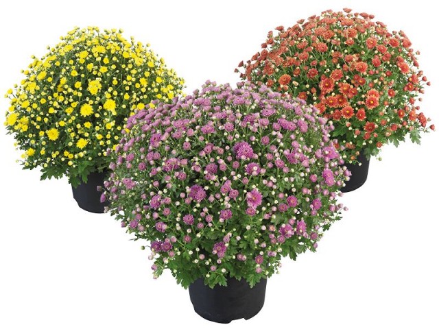 Bolchrysantenaktie